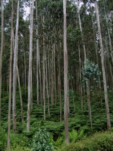 Eucaliptusbomen